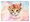 Desky A5-  slice Cat     8021126
