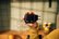 l_anve32229xxg_04.jpg