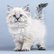 pg_pgp-35168-z_01.jpg