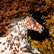 pg_pgp-35178-v_11.jpg